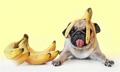 pode dar banana para cachorro